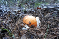 DSCN1928