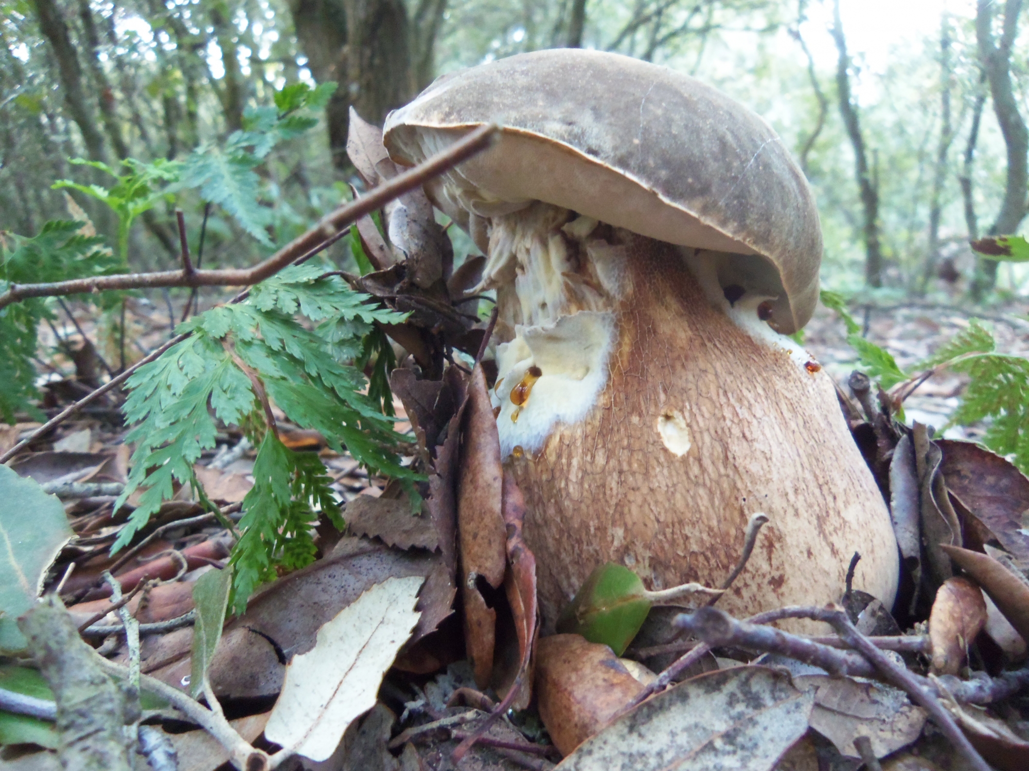 Boletus aereus - Sureny fosc - Bolets de Catalunya