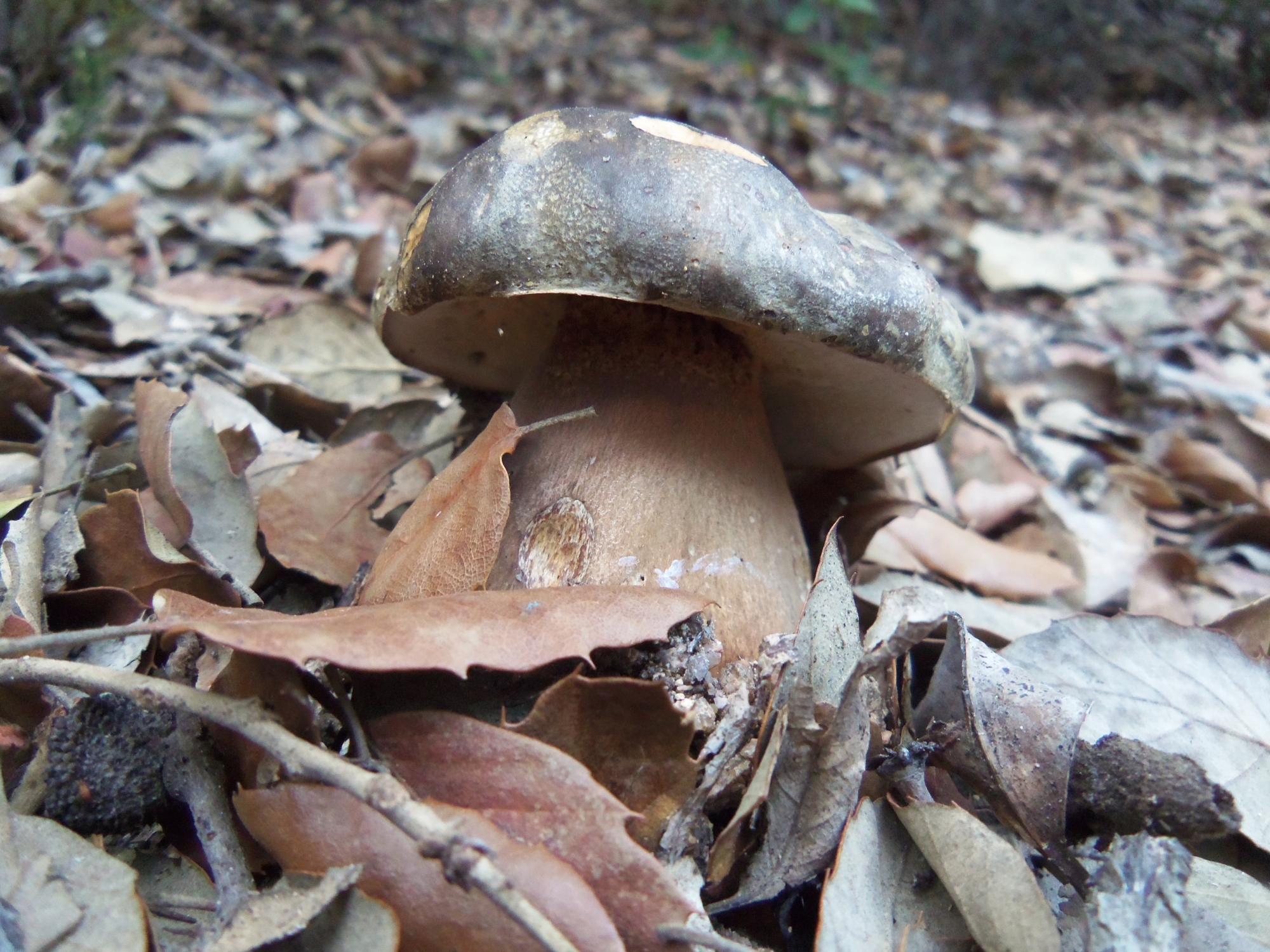 Boletus aereus - Sureny fosc - Bolets de Catalunya