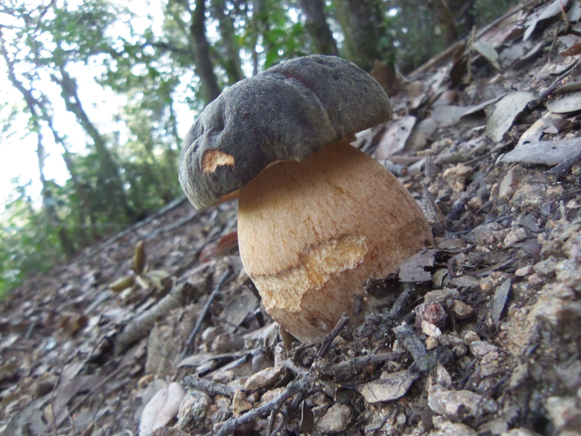 Boletus aereus - Sureny fosc - Bolets de Catalunya