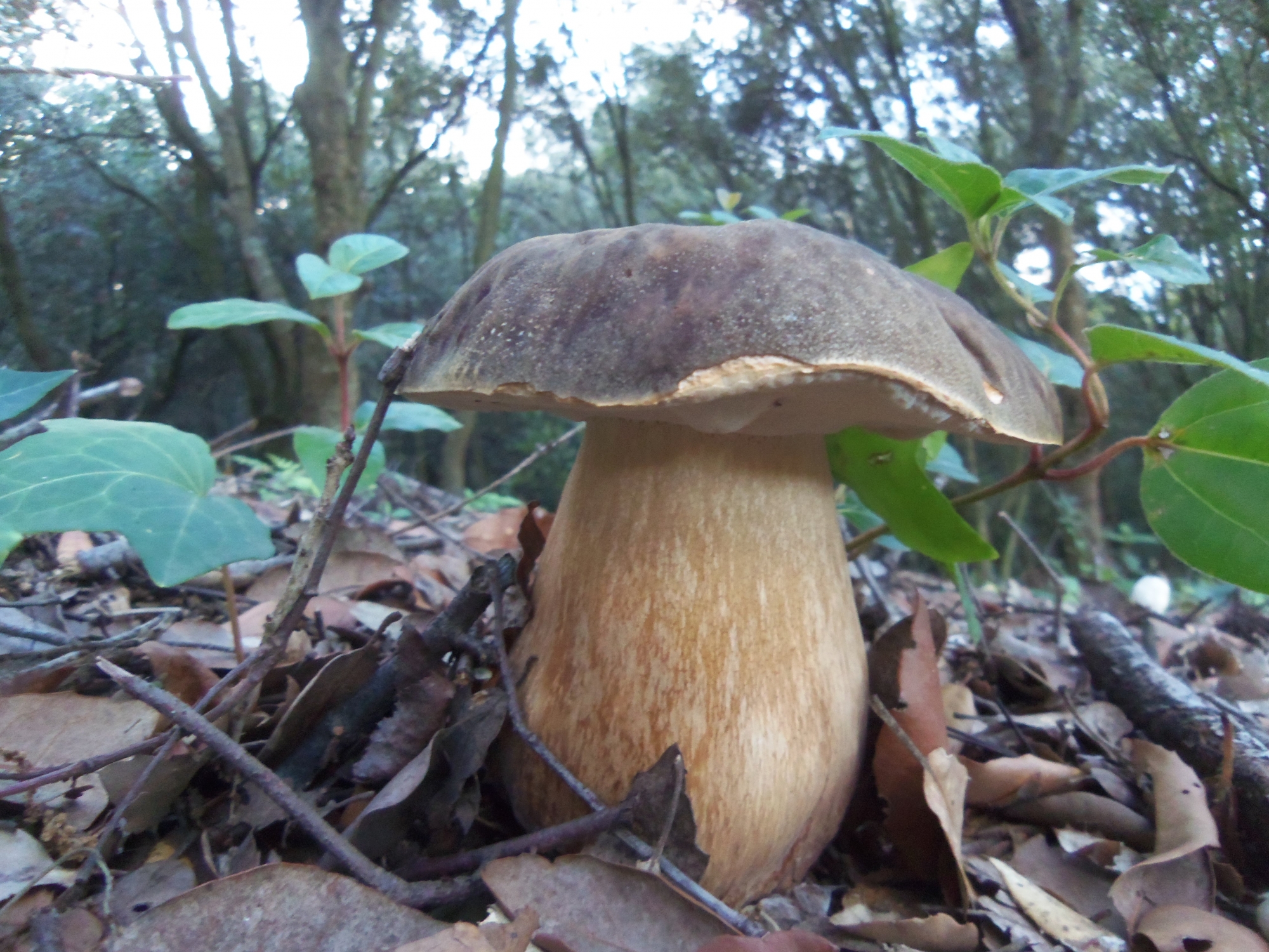Boletus aereus - Sureny fosc - Bolets de Catalunya
