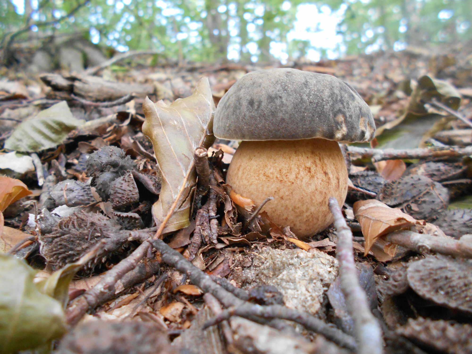 Boletus aereus - Sureny fosc - Bolets de Catalunya