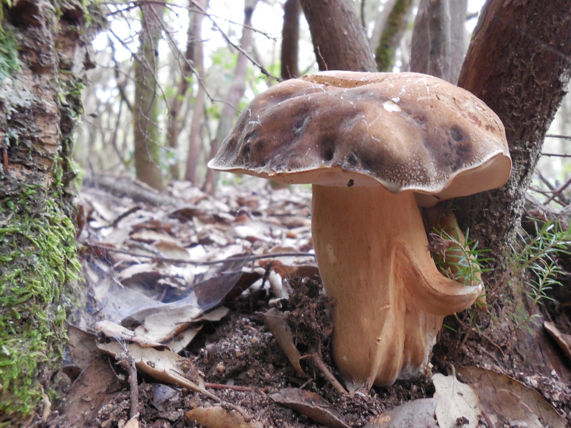 Boletus aereus - Sureny fosc - Bolets de Catalunya