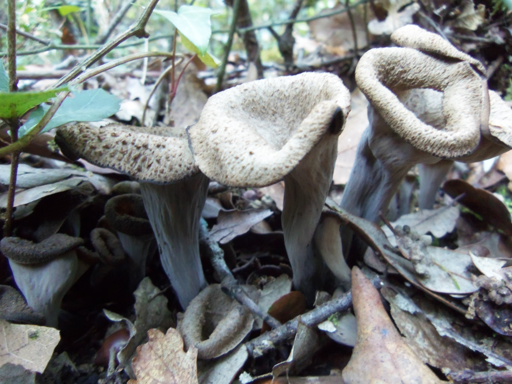 craterellus cornucopioides - trompeta de la mort