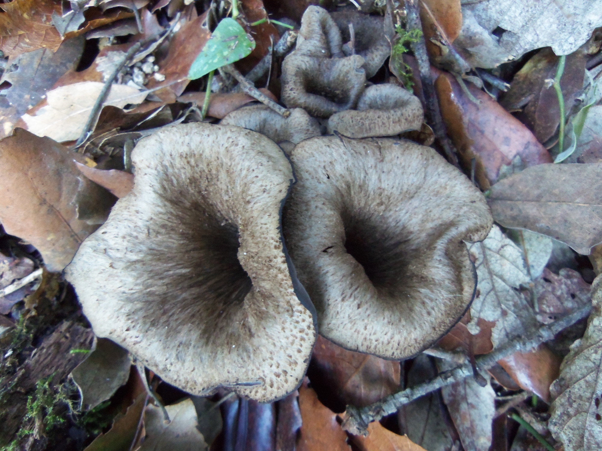 craterellus cornucopioides - trompeta de la mort