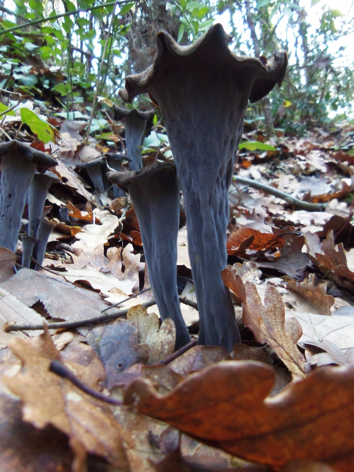 craterellus cornucopioides - trompeta de la mort