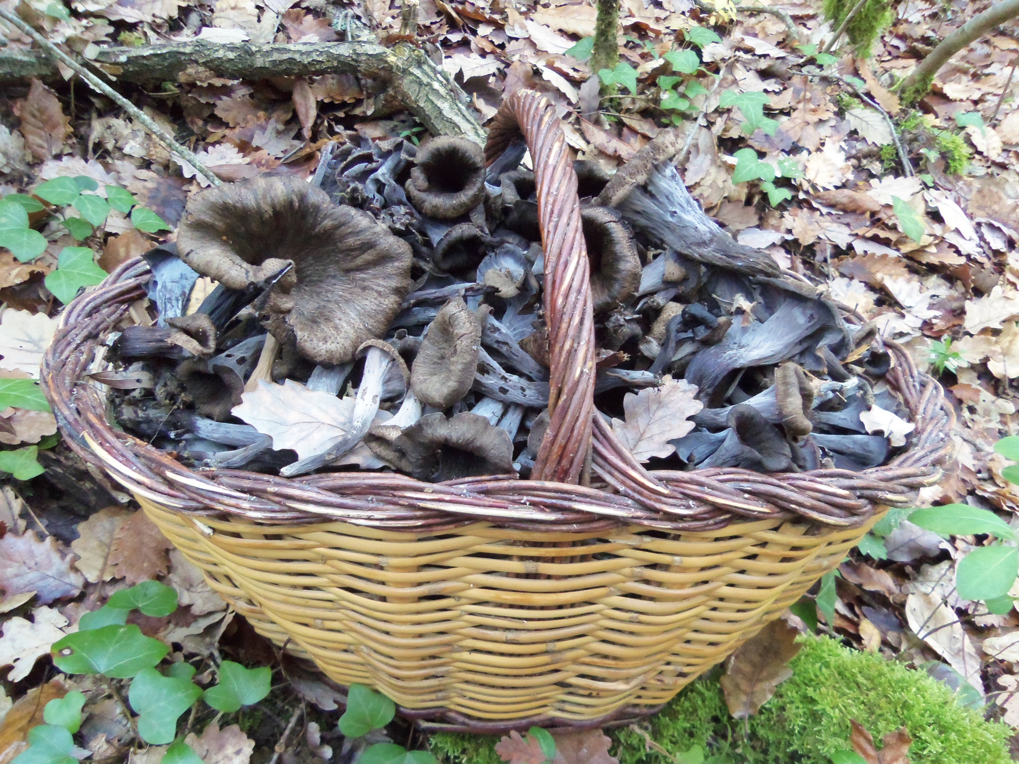 craterellus cornucopioides - trompeta de la mort
