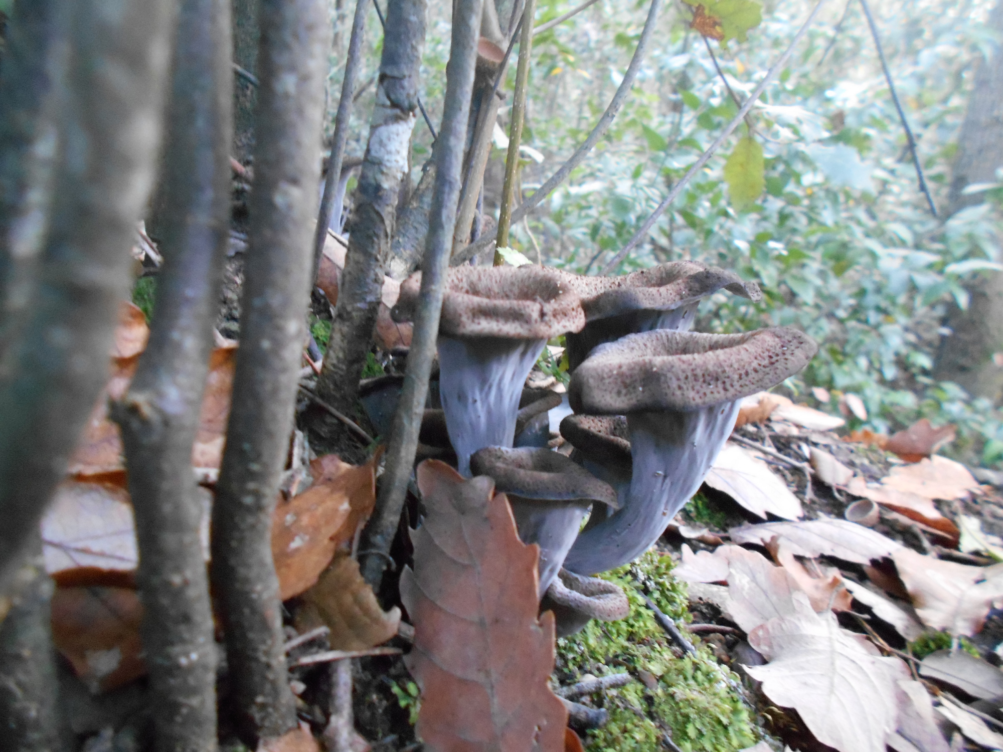 craterellus cornucopioides - trompeta de la mort