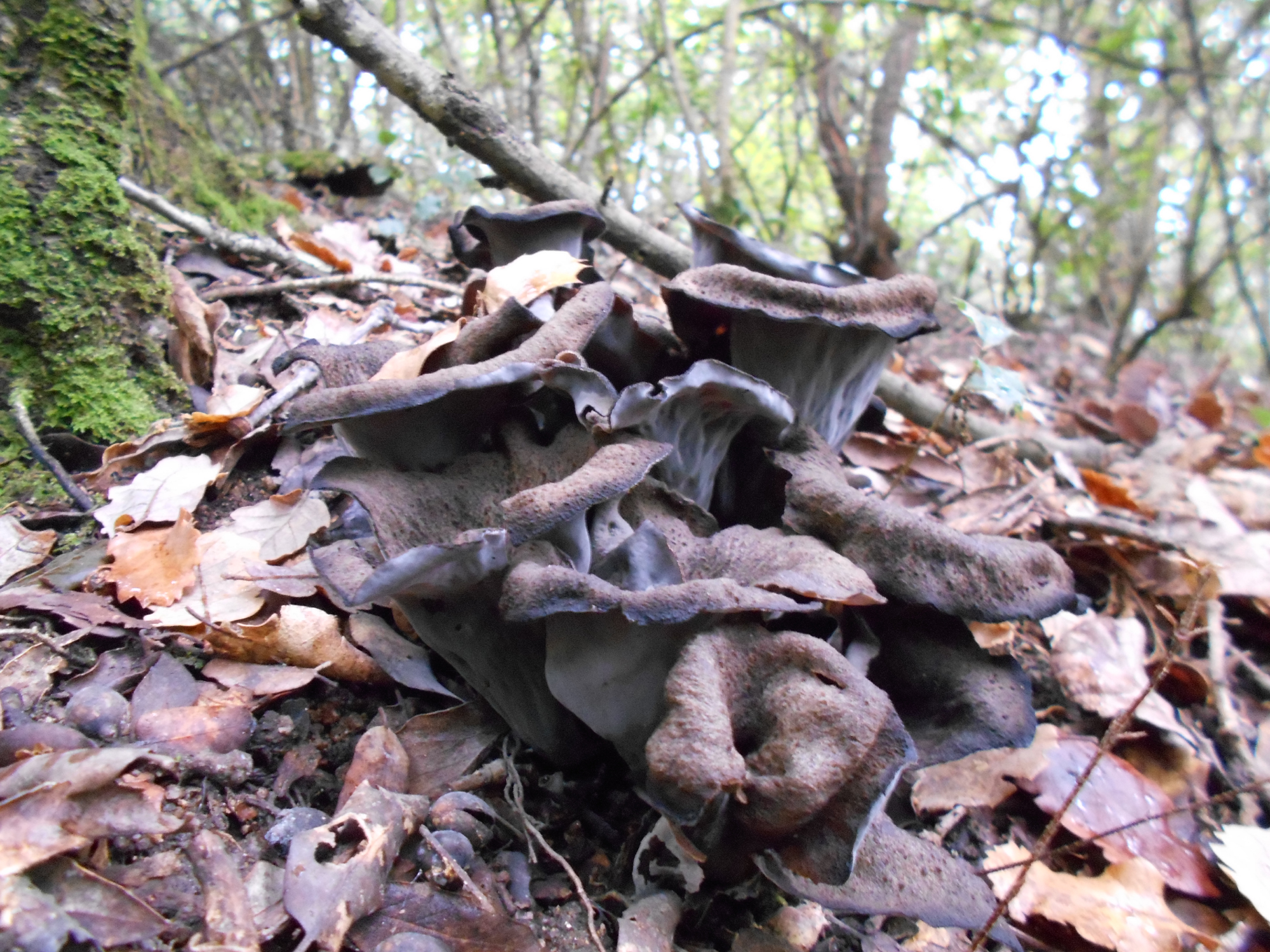 craterellus cornucopioides - trompeta de la mort