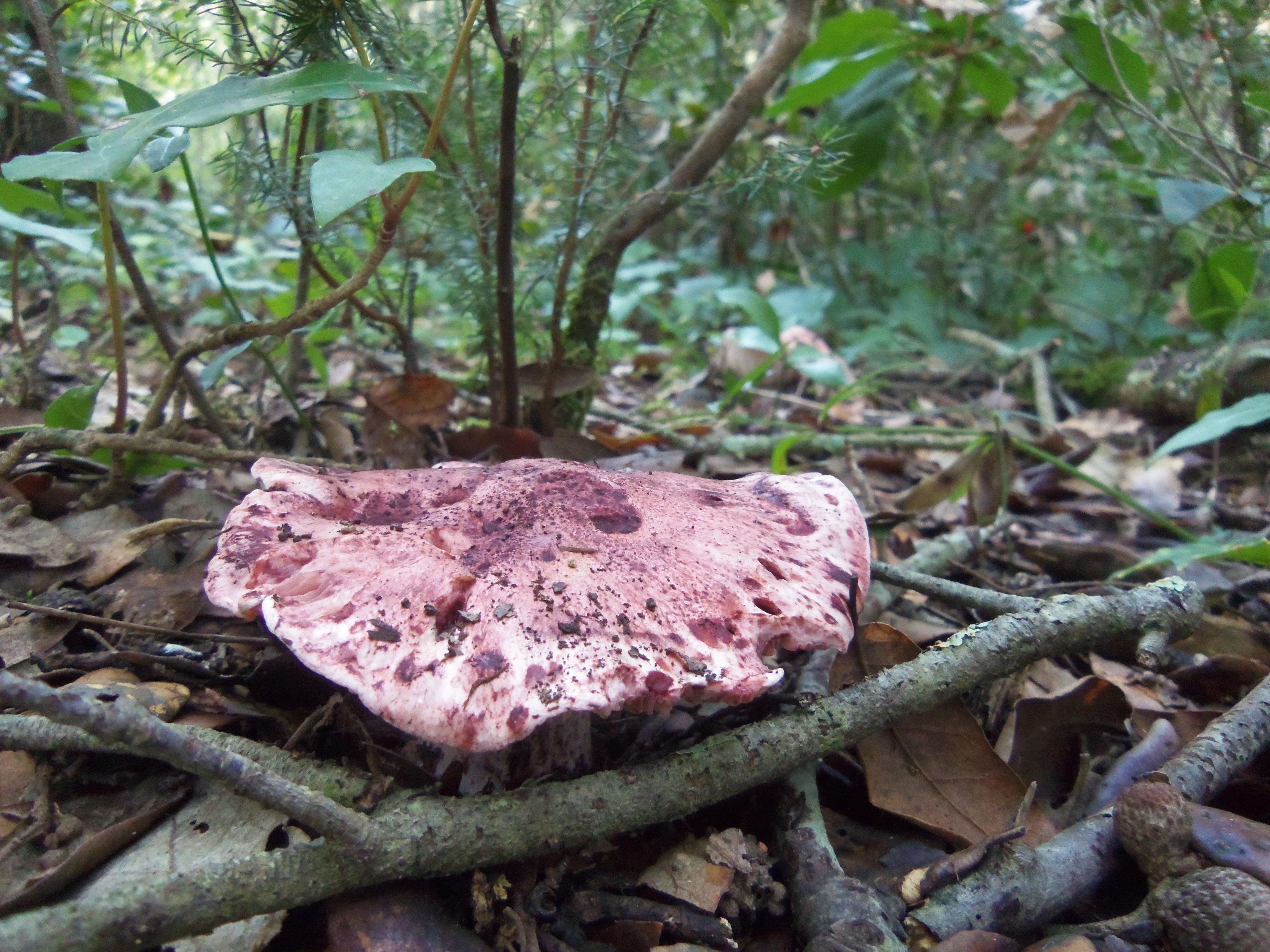 HYGROPHORUS RUSSULA - GALERIA 001 - FOTO 07