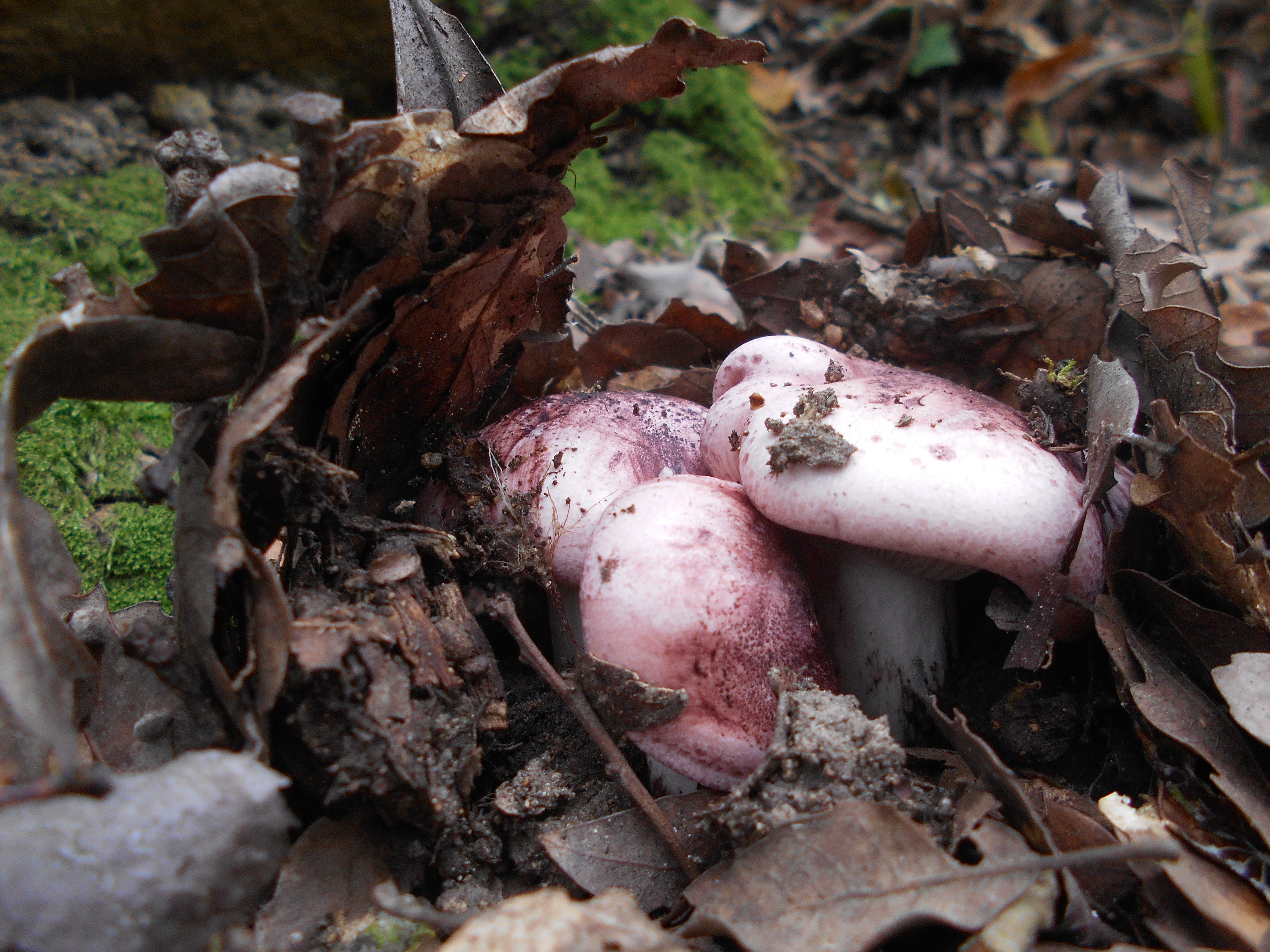 HYGROPHORUS RUSSULA - GALERIA 001 - FOTO 02