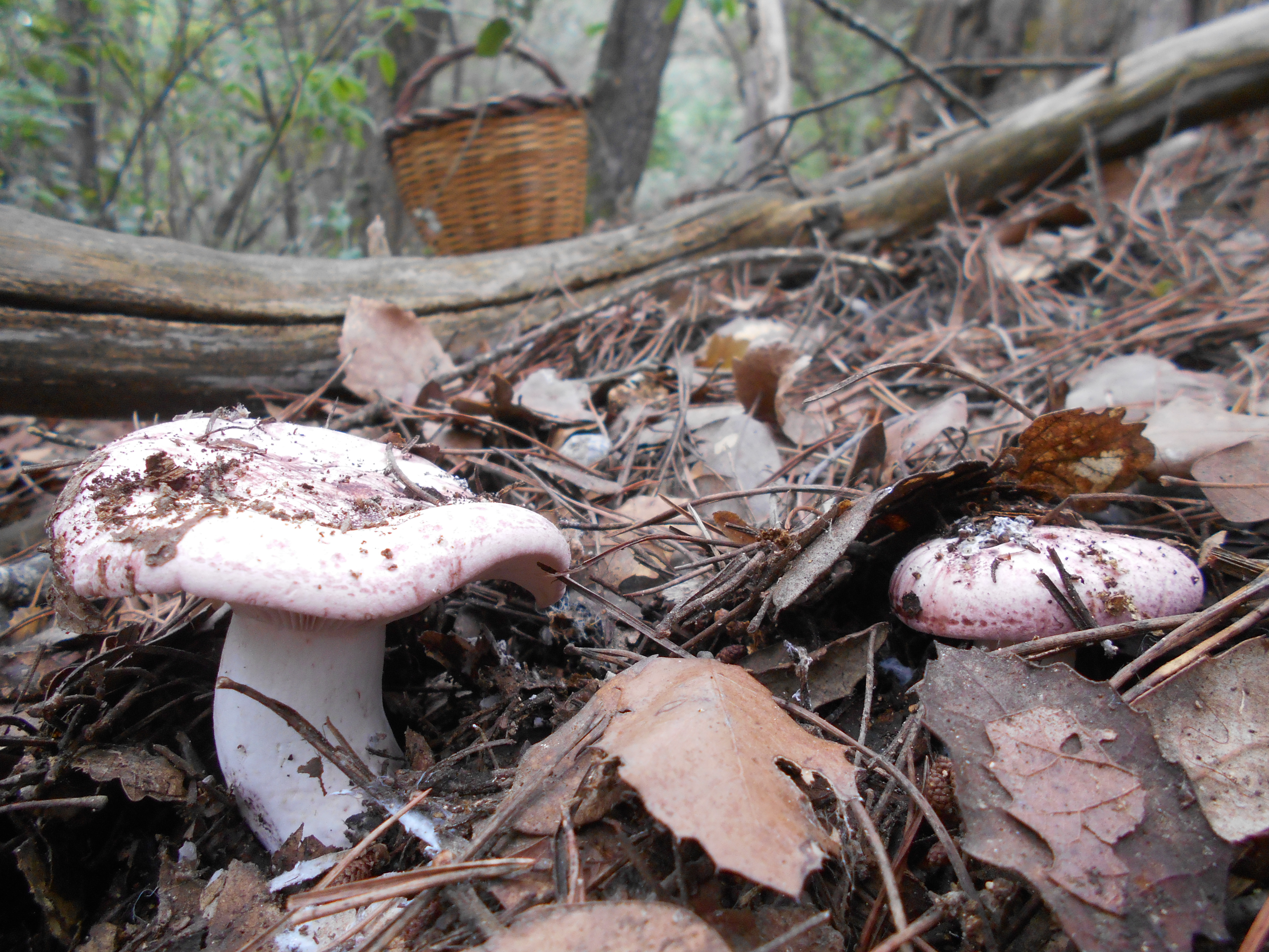 HYGROPHORUS RUSSULA - GALERIA 001 - FOTO 04