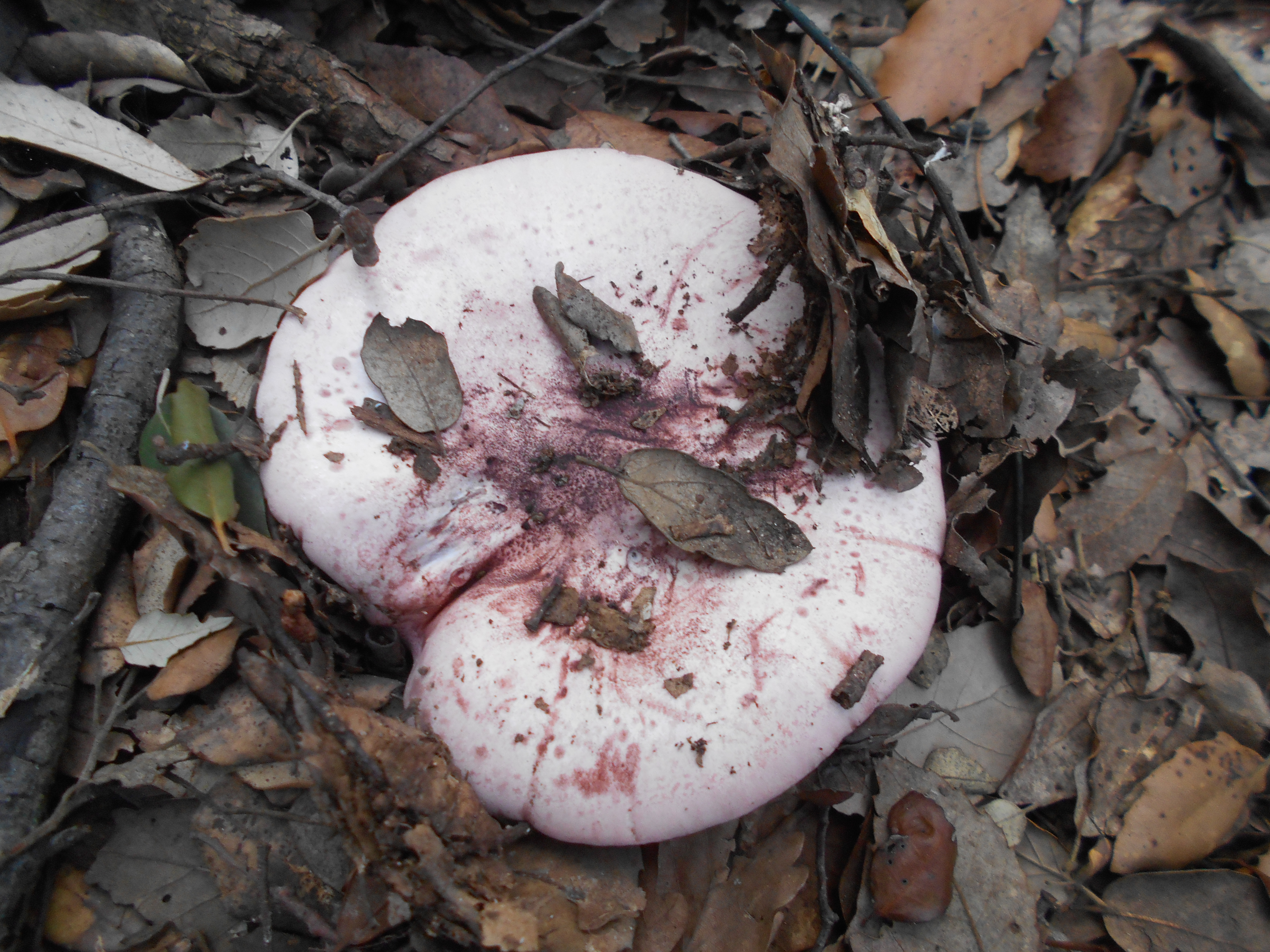 HYGROPHORUS RUSSULA - GALERIA 001 - FOTO 08