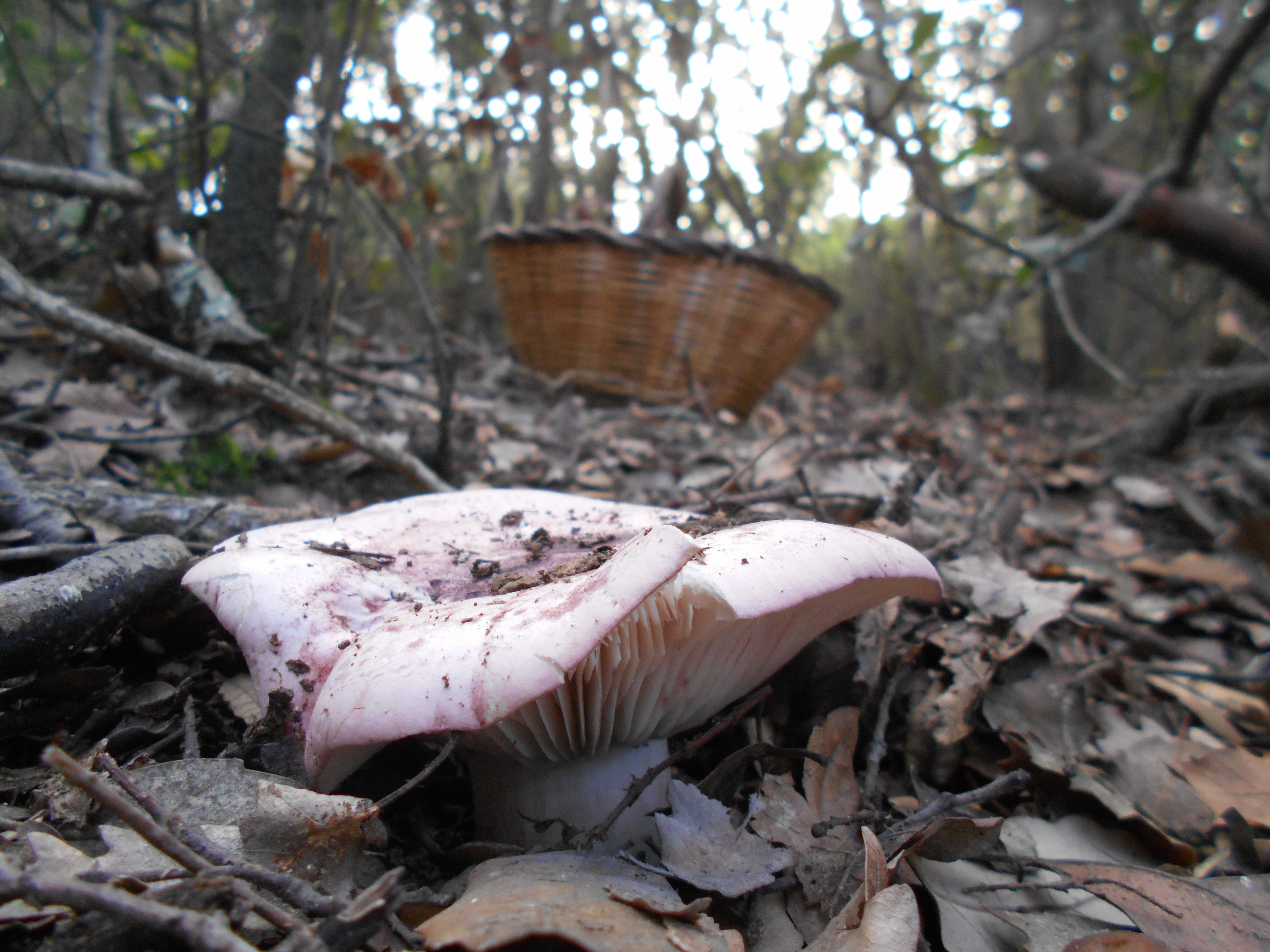HYGROPHORUS RUSSULA - GALERIA 001 - FOTO 05