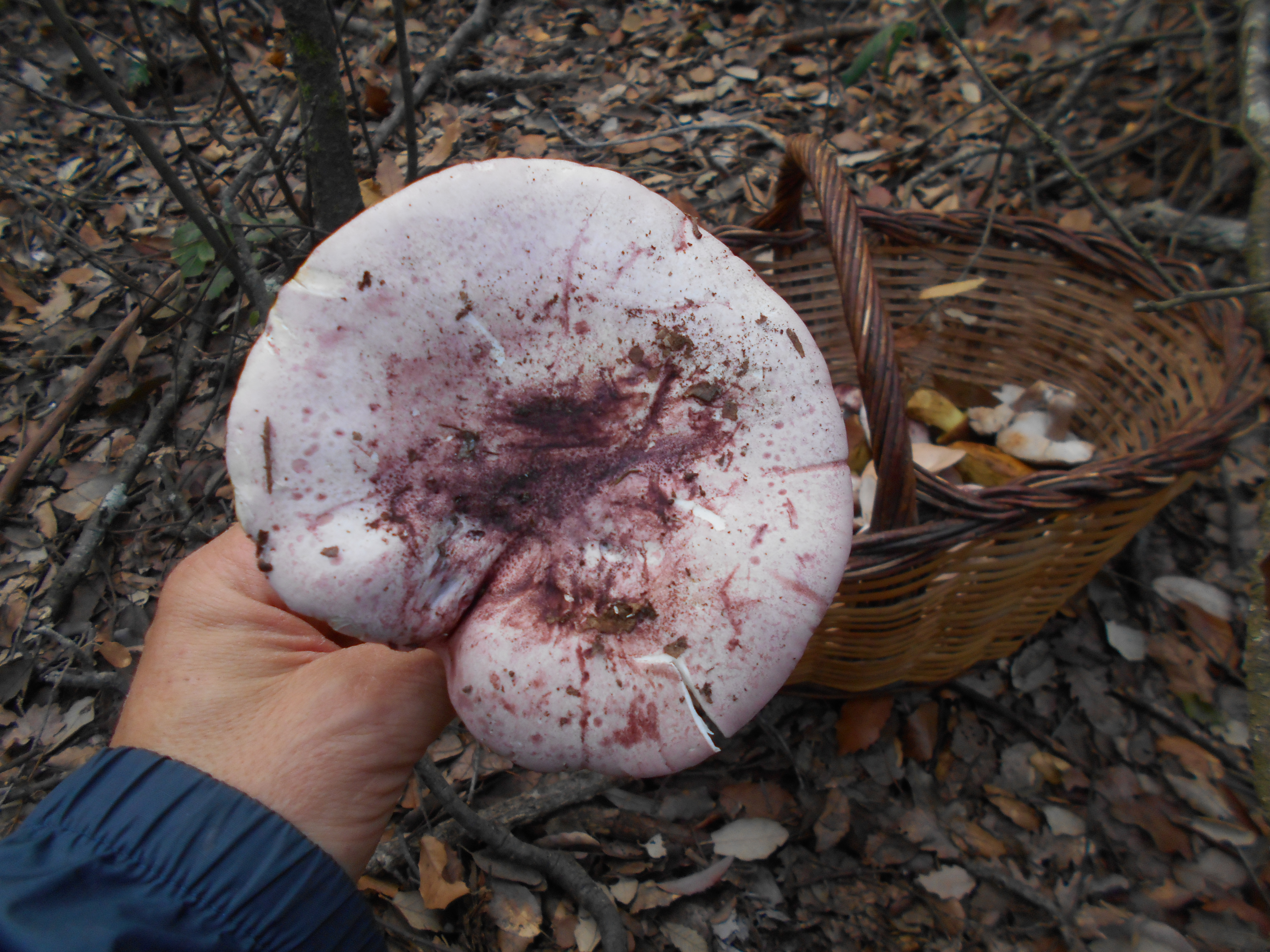HYGROPHORUS RUSSULA - GALERIA 001 - FOTO 06