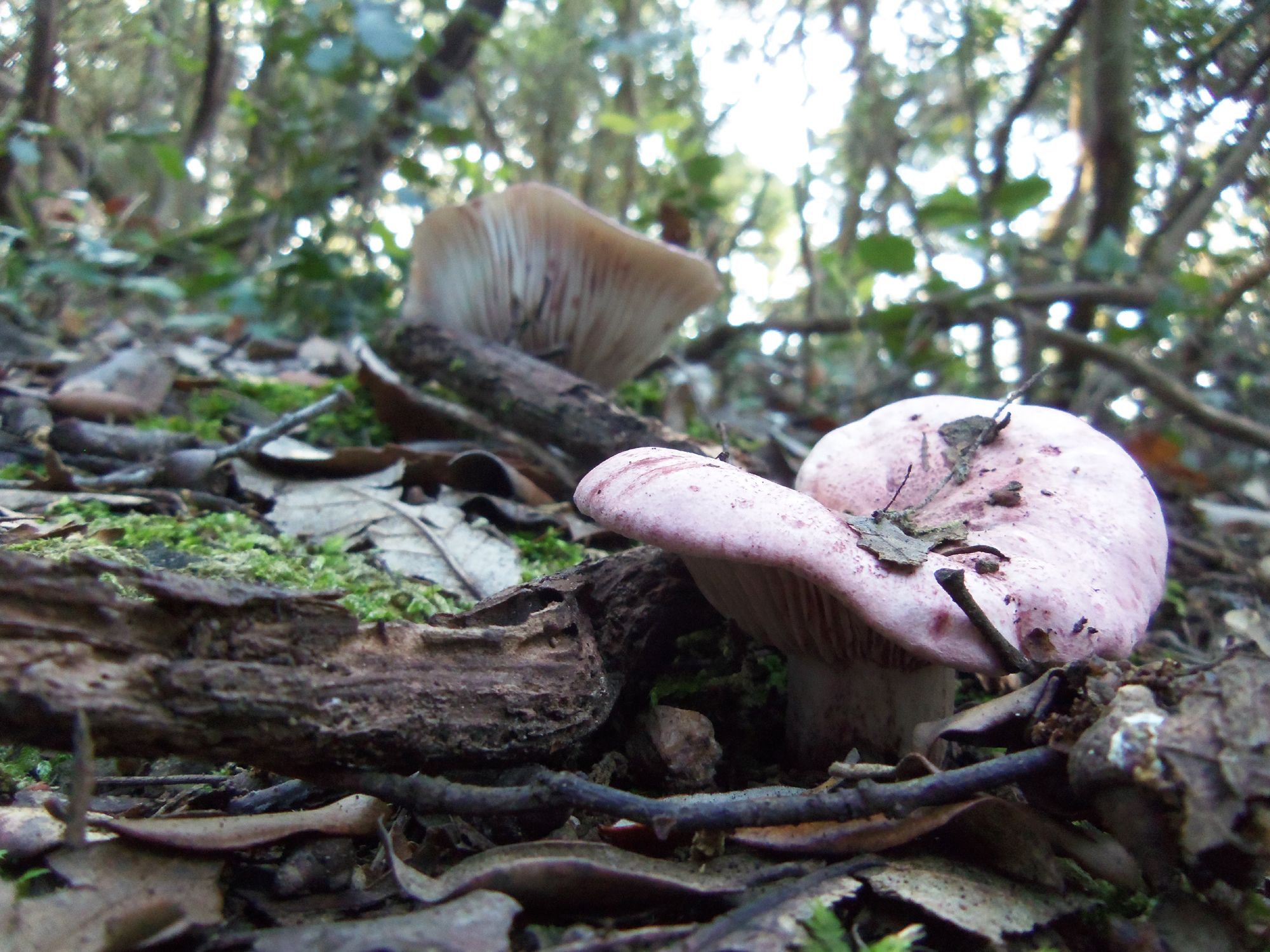 HYGROPHORUS RUSSULA - GALERIA 001 - FOTO 01