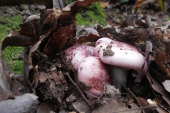 HYGROPHORUS RUSSULA - GALERIA 001 - FOTO 02