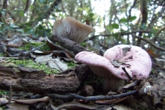 HYGROPHORUS RUSSULA - GALERIA 001 - FOTO 01