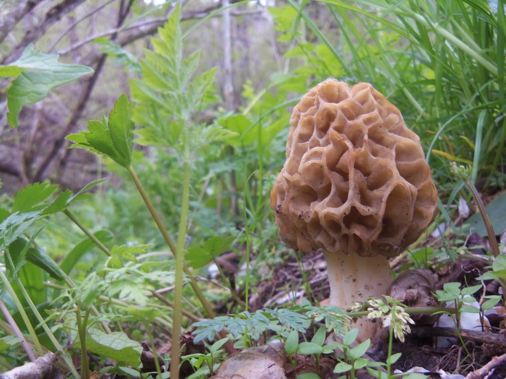 spugnole - funghi primaverili spugnole - funghi primaverili