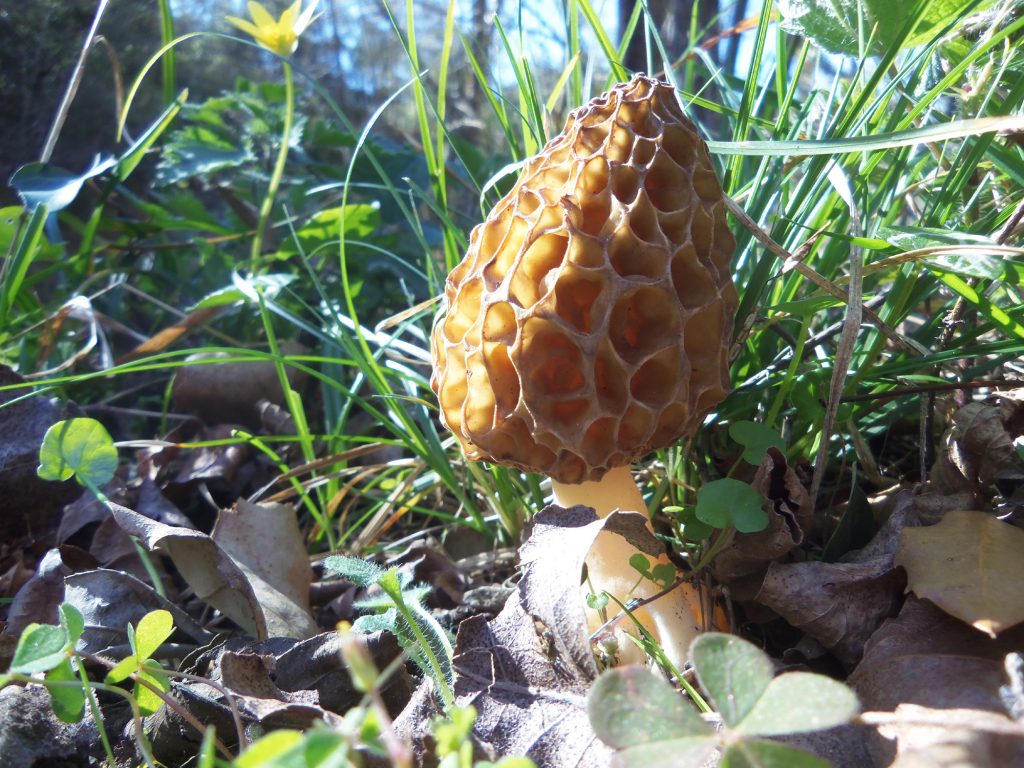 Múrgola (Morchella esculenta) creixent entre herbes i fulles al bosc, amb la seva característica forma alveolada i textura en niu d'abella.