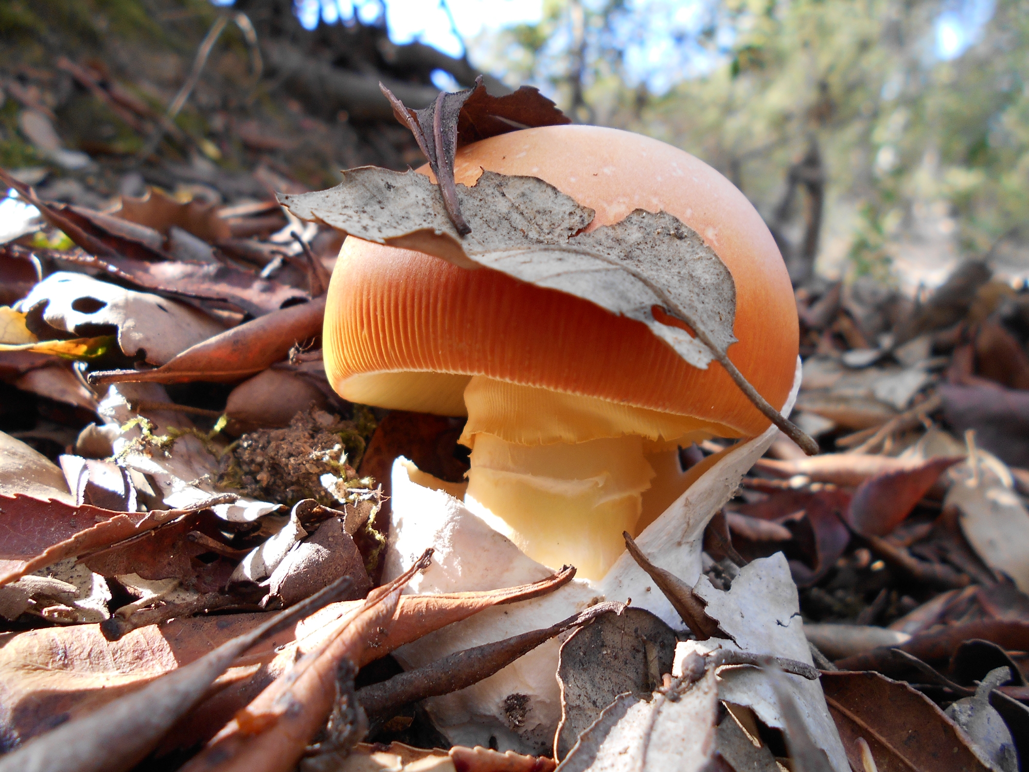 amanita caesarea - ou de reig - oronja