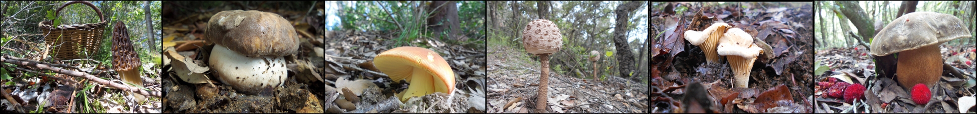 fotos de bolets