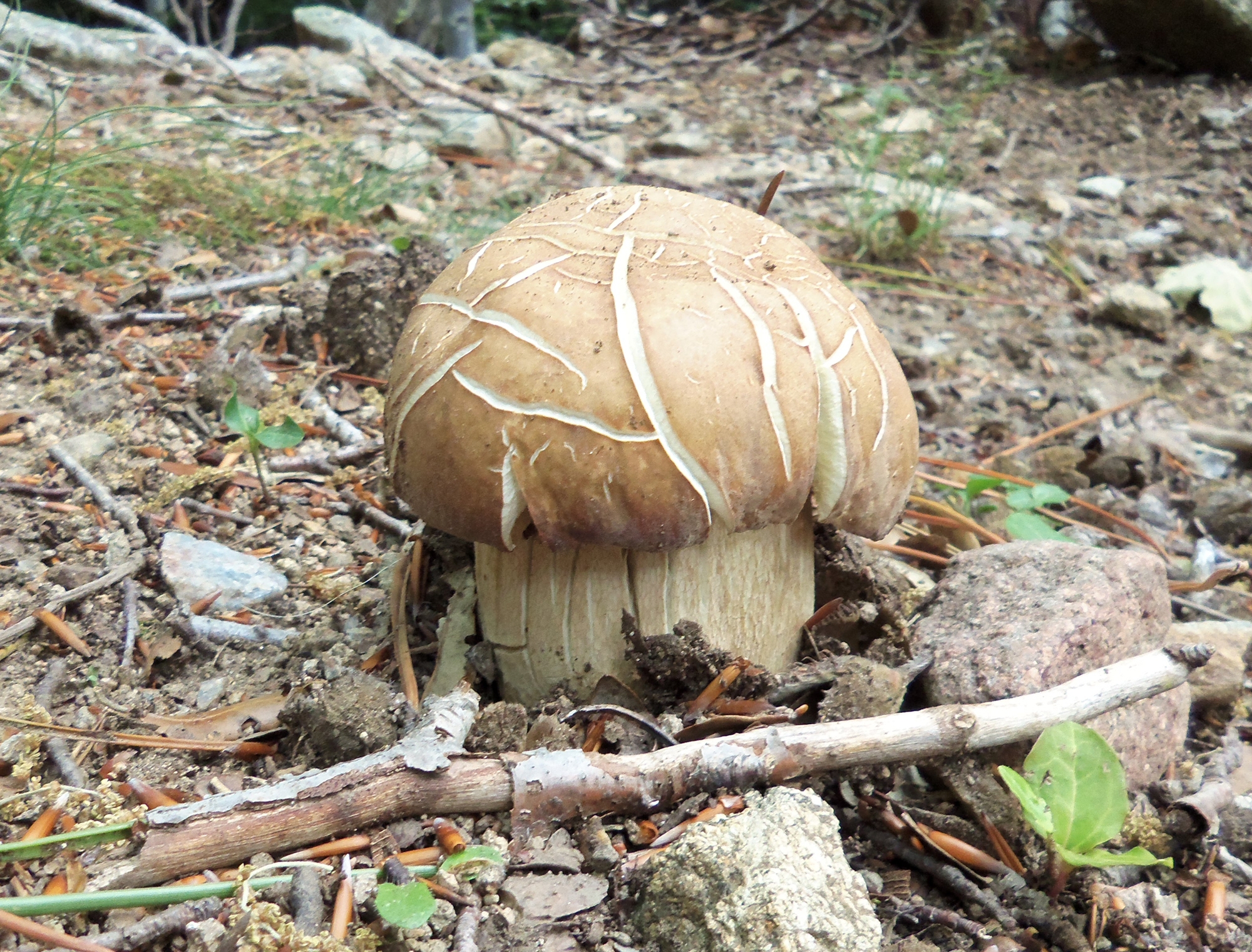 Boletus reticulatus (cep d’estiu) creixent entre pedres, branques i terra seca