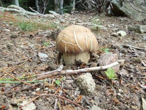 boletus reticulatus - cep d`estiu - boleto estival