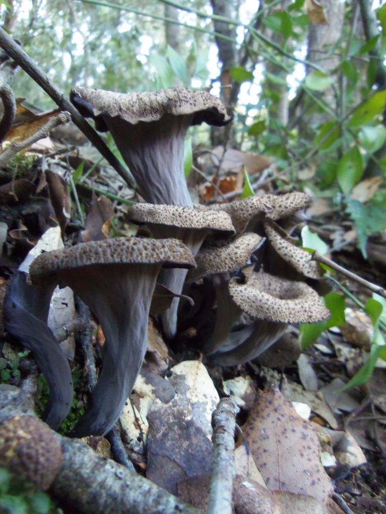 trompetas de la muerte