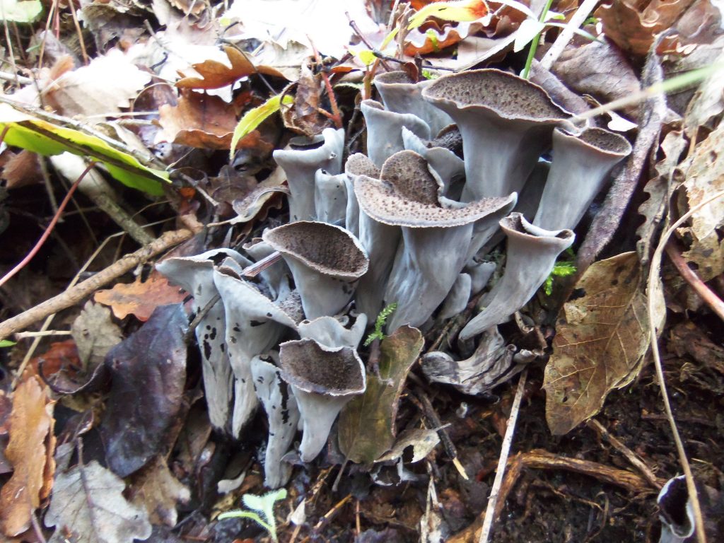 trompetas de la muerte