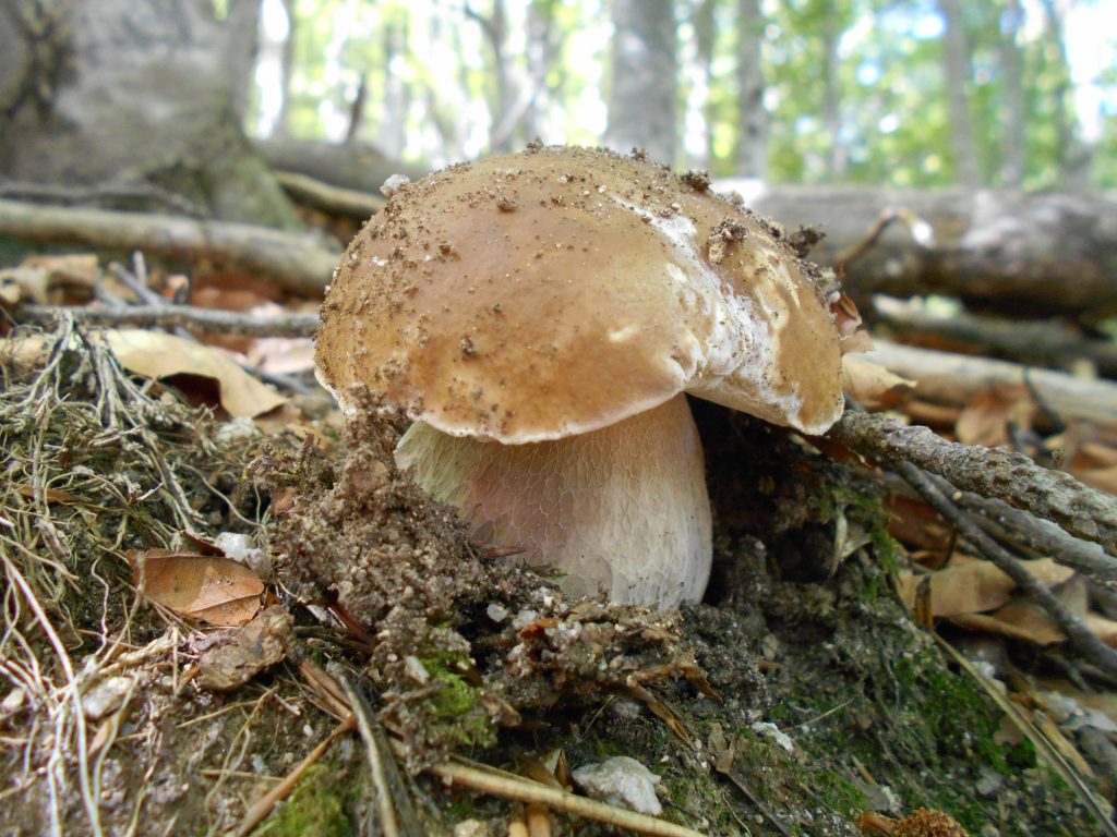 Ceps - Boletus edulis - Cep blanc