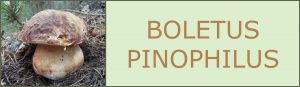 Boletus pinophilus - Ceps - Pinícola - Cep vermell