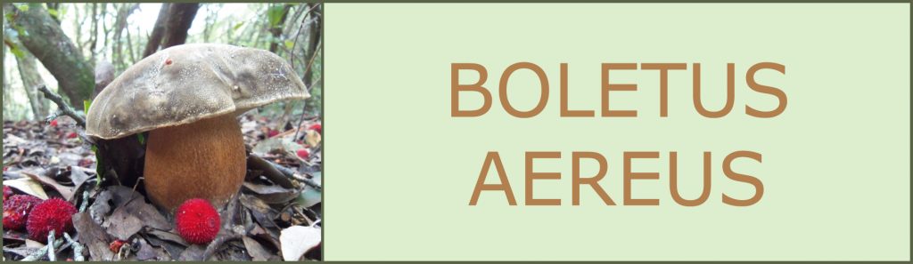 Ceps - Sureny fosc - Boletus aereus - boletus comestibles