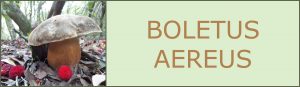 Ceps - Sureny fosc - Boletus aereus