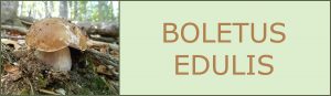 Ceps - Cep blanc - Boletus edulis - boletus comestibles