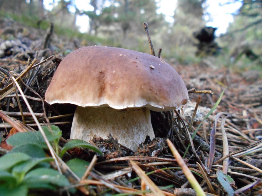 Cep (Boletus edulis), creixent en un bosc humit entre les agulles de pi. Boletus comestible, molt apreciat.