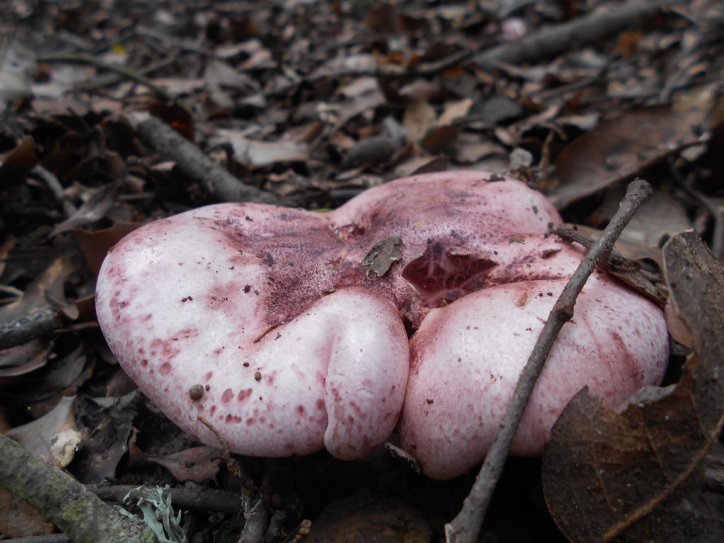 Hygrophorus russula - carlet
