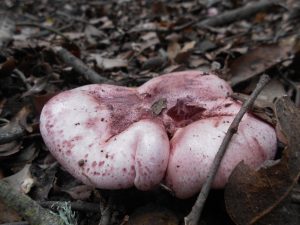 Hygrophorus russula - carlet