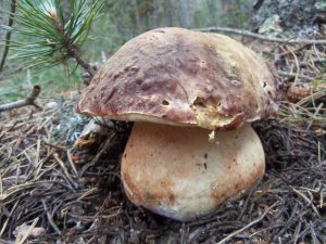 Ceps - Boletus pinophilus - Cep vermell