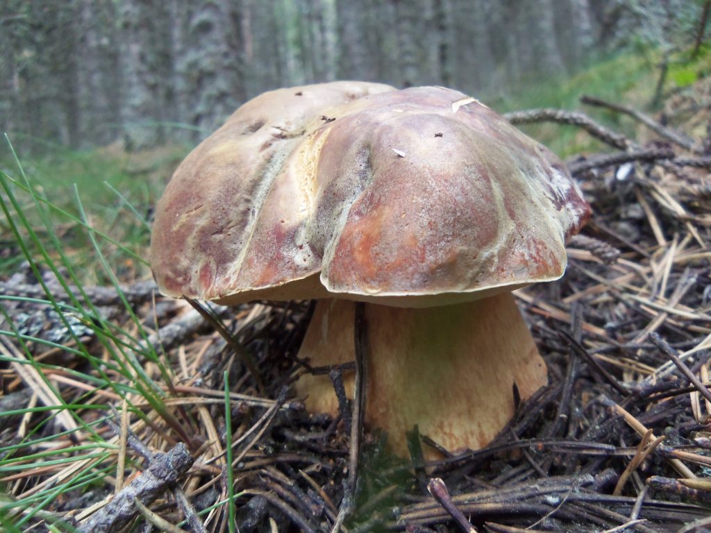 boletus pinícola 2021 - Ceps - Boletus pinophilus - Cep vermell