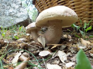 Ceps - Boletus reticulatus - Cep d`estiublanc - Boletus aestivalis