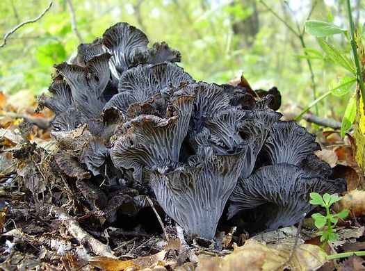 cantharellus-cinereus cantharellus-cinereus