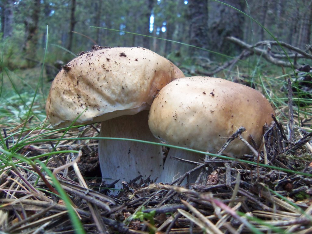 Ceps - Boletus edulis - Cep blanc
