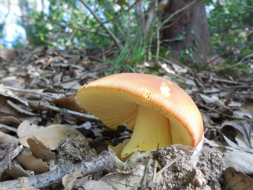 ou de reig ou de reig - amanita caesarea