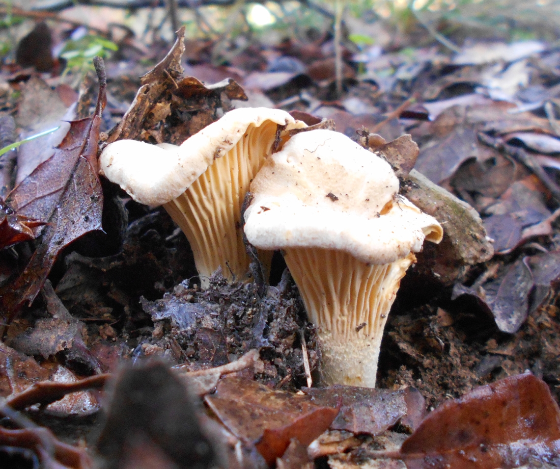cantharellus cibarius - rossinyol cantharellus cibarius - rossinyol