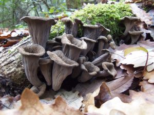 trompeta de la mort - craterellus cornucopioides