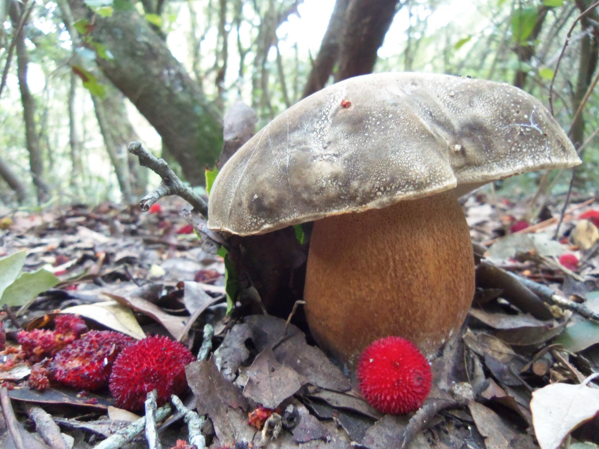 boletus aereus sureny fosc cep negre