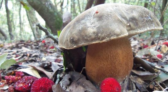 boletus aereus sureny fosc cep negre