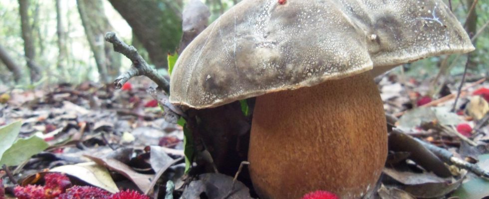 boletus aereus sureny fosc cep negre