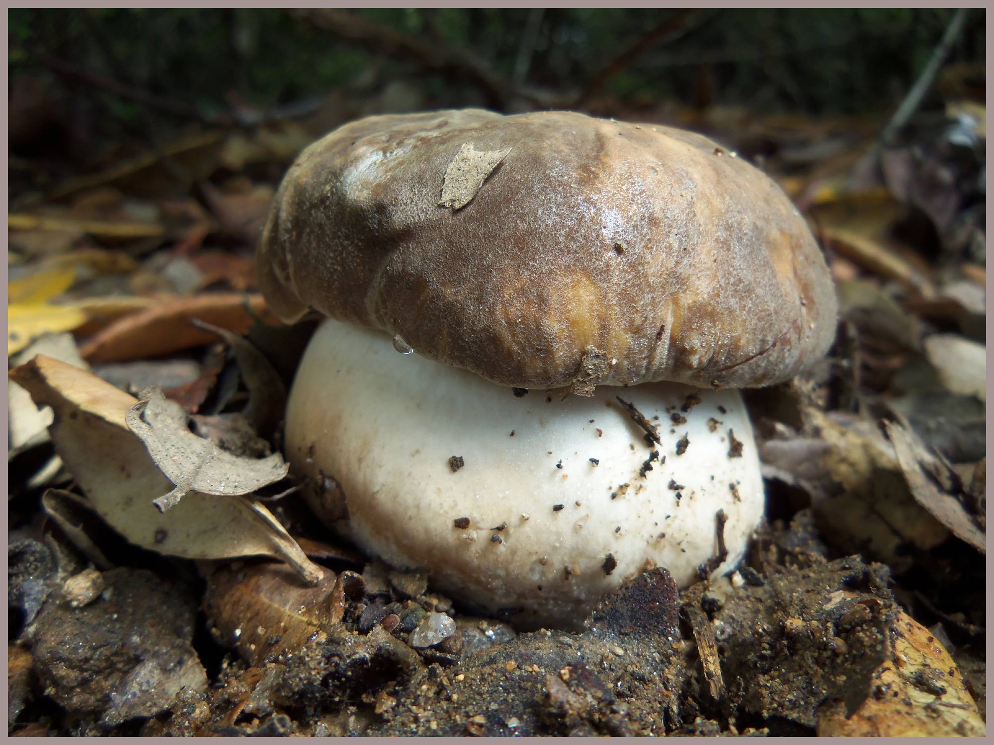 boletus aereus sureny fosc cep negre